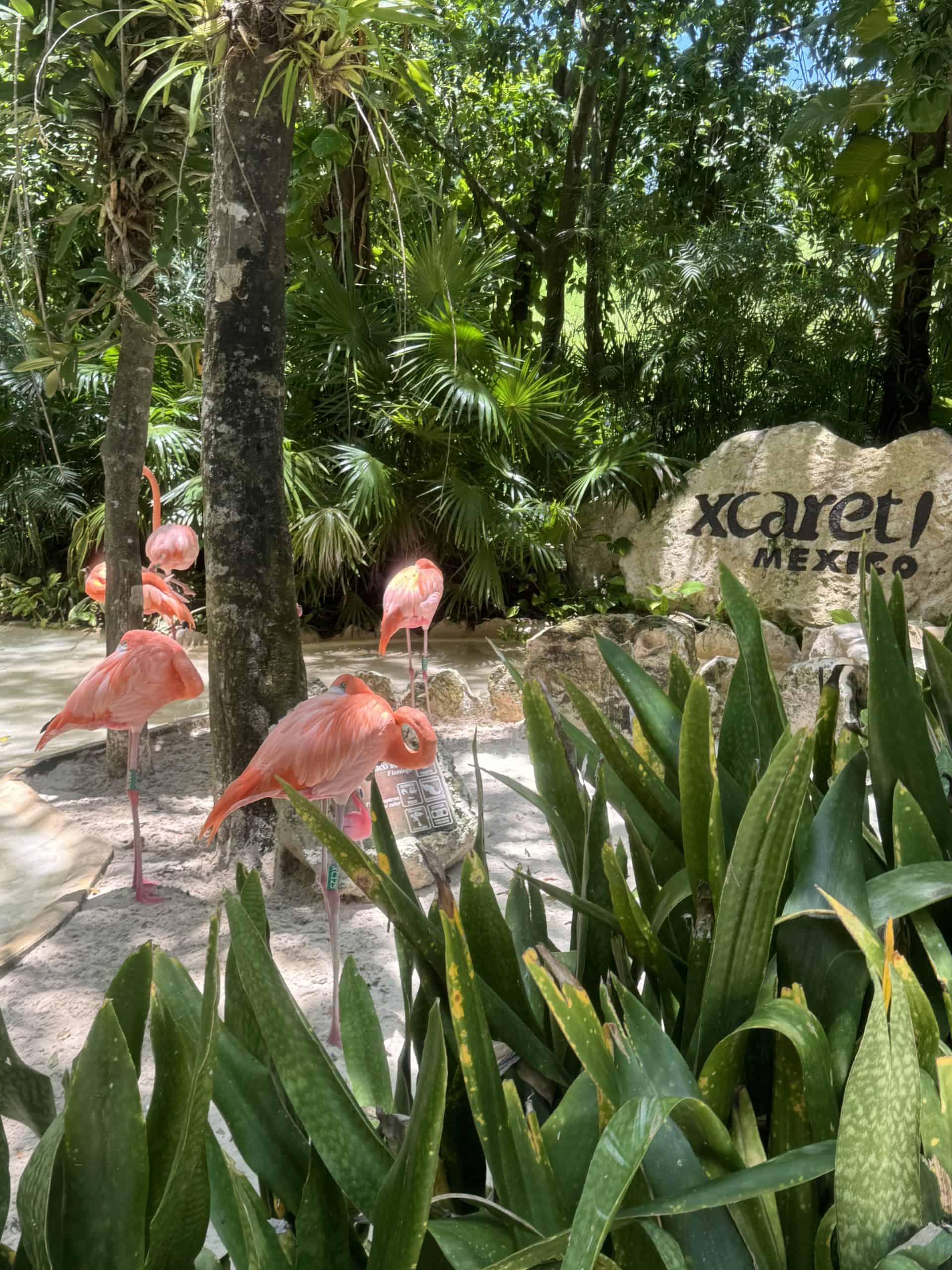The flamingos at Xcaret park