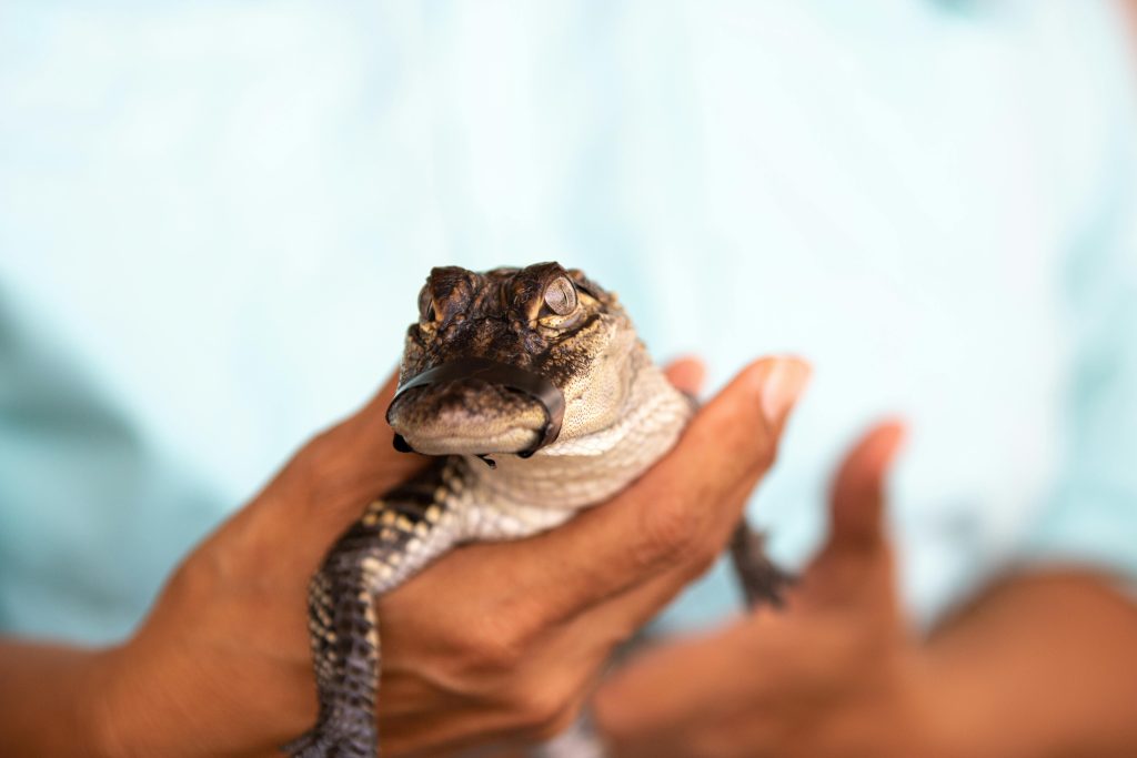 Person holding a baby alligator