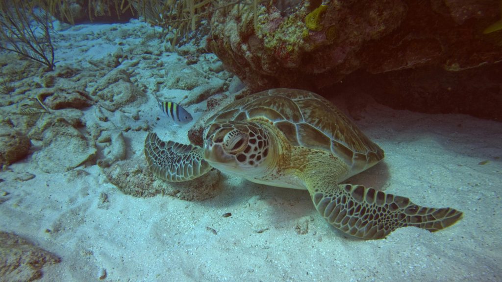 Sea turtle swimming in the waters of Akumal