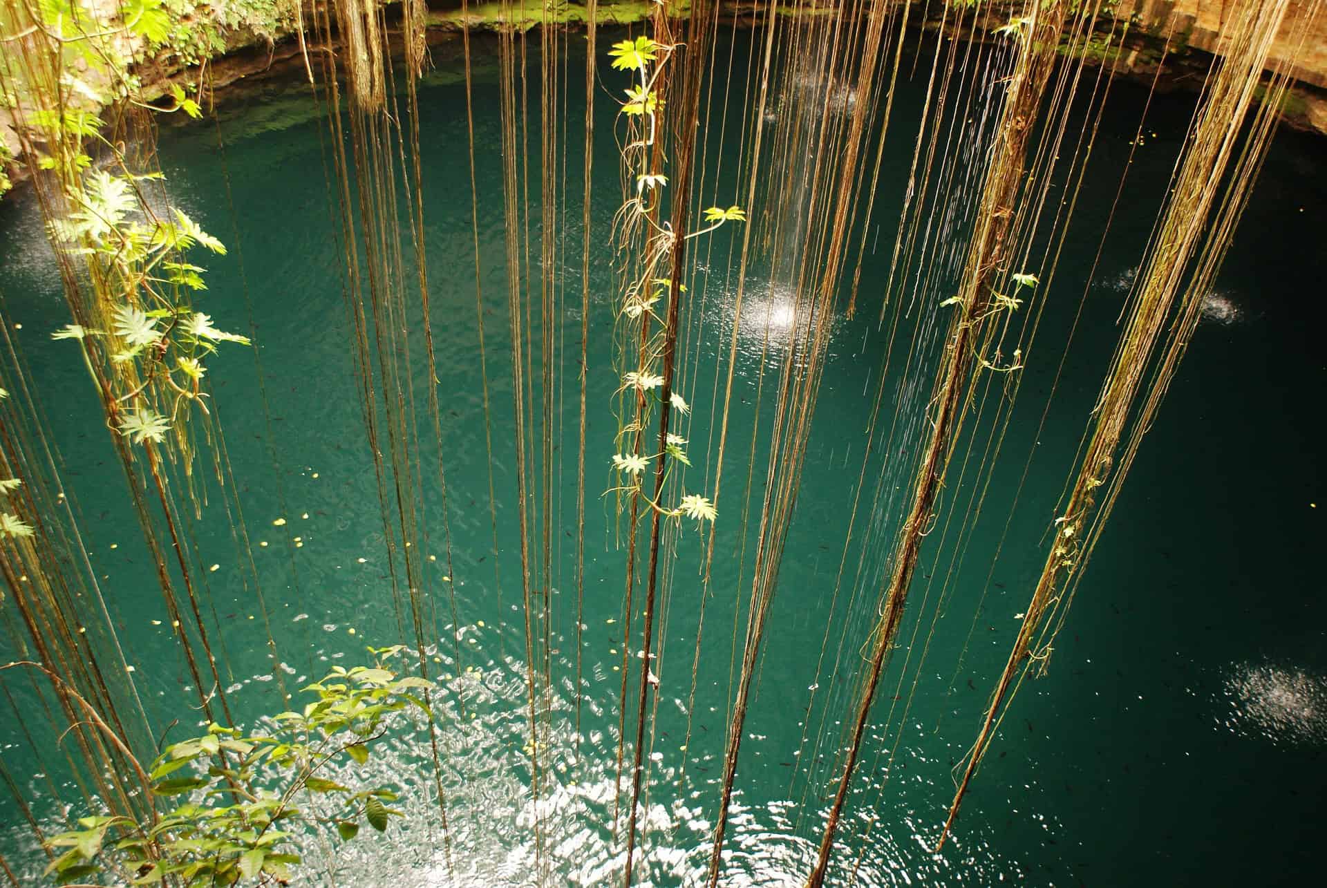 A beautiful cenote in the Yucatan Peninsula with hanging vines