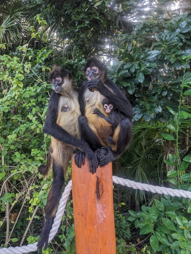 Monkey family sitting on a post in Mexico